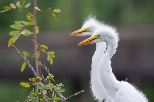 Juvenile great egret siblings watch for their mother to return with food near a lake in Orlando, Florida.