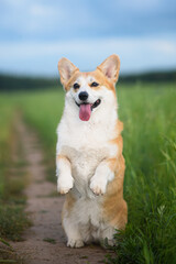 corgi