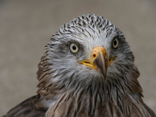 The world's oldest Harris hawk. 30 years old and belongs to the Cabarcenos Park (Cantabria, Spain)