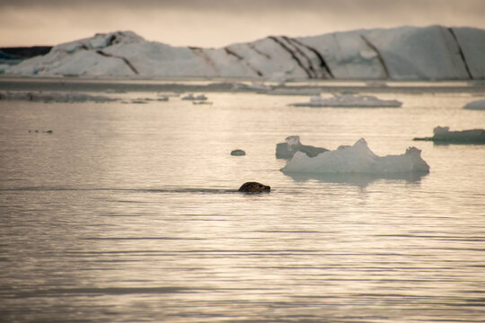 A seal swimming in the golden waters in jokulsarlon in Iceland