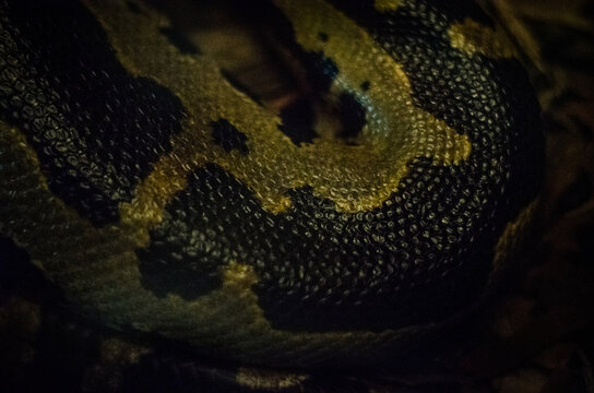snakes skin