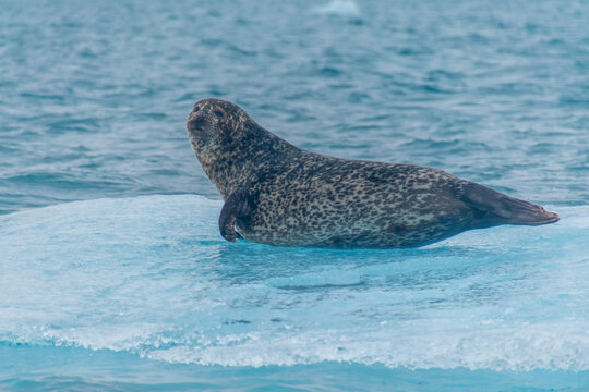 a seal chilling on a floating iceberg in j&ouml;kuls&aacute;rl&oacute;n in iceland