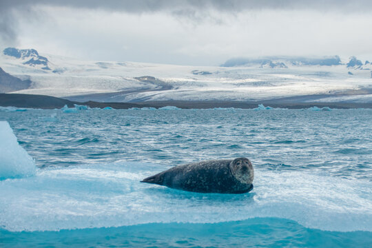 a seal chilling on a floating iceberg in j&ouml;kuls&aacute;rl&oacute;n in iceland