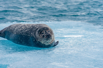 a seal chilling on a floating iceberg in jökulsárlón in iceland