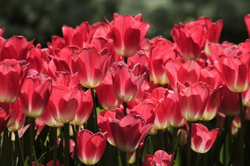 pink tulips in the garden