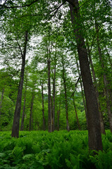 Obraz premium A view from the deserted forests in Borcka, Artvin, Turkey