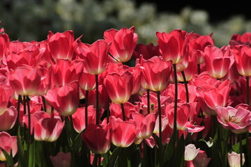 pink tulips in the garden