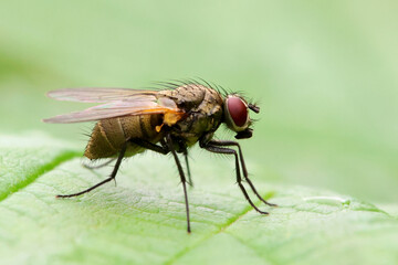 Fly