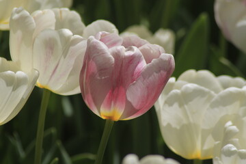 pink and white tulips