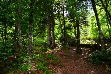 A view from the deserted forests in Borcka, Artvin, Turkey