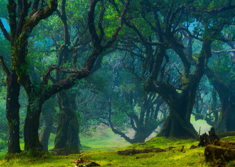 Twisted trees in the fog in Fanal Forest on the Portuguese island of Madeira. Huge, moss-covered...