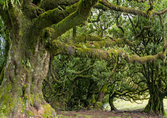 Twisted trees in the fog in Fanal Forest on the Portuguese island of Madeira. Huge, moss-covered trees create a dramatic, scared landscape