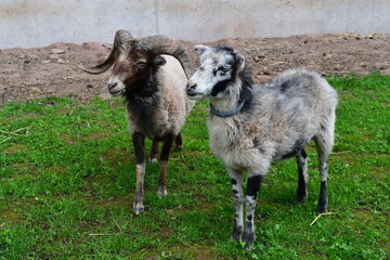 Portrait von zwei Schafe. In Südtirol 