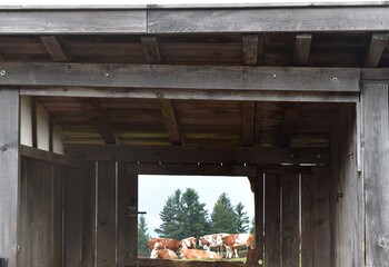 Obraz premium Ein Stall und dahinter Kühe auf der Weide bei Völs am Schlern in Südtirol 