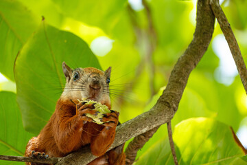 variegated Squirrel in a tree in samara in Costa Rica