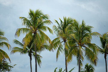 palm trees at the beach in Samara in Costa Rica