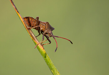 Dock bug close up with clean background