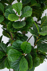 a close up of a plant with green leaves
