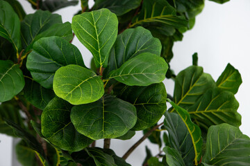 a close up of a plant with green leaves