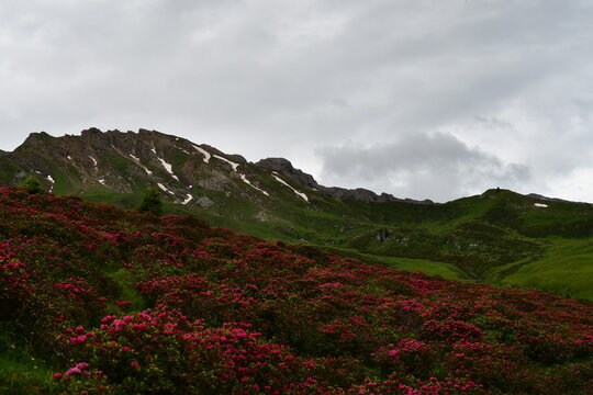 Almrosen und Berge auf der Seiseralm in S&uuml;dtirol 