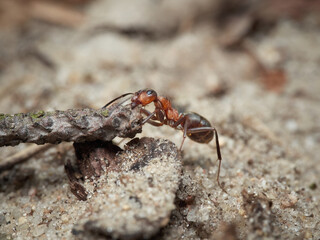 red ant on the ground in nature or in the garden. macro