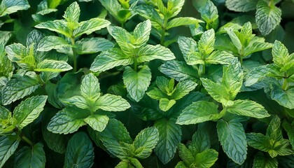 peppermint plants, AI generated