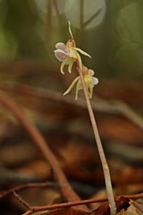 Blattloser Widerbart (Epipogium aphyllum)