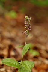 Breitblättrige Stendelwurz (Epipactis helleborine)