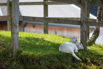 Two young lambs sleeping against a wooden fence post in a grass field in Snowdonia, Image shows two young lambs resting using each other to rest against on a hot summers day