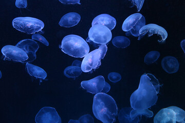 Small blue light jellyfish or medusa of bright colorful.
