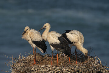 White storks' nest on the cliffs, Ciconia ciconia, Alentejo, Portugal