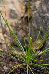 Obraz premium Drosophyllum lusitanicum planta carnívora endémica ibérica, Andalucía, España