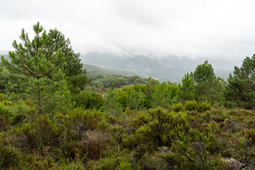 Hábitat Drosophyllum lusitanicum planta carnívora endémica ibérica, Andalucía, España