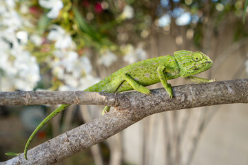 Mediterranean chameleon, Common chameleon, Chamaeleo chamaeleon, Cádiz, Andalusia, Spain