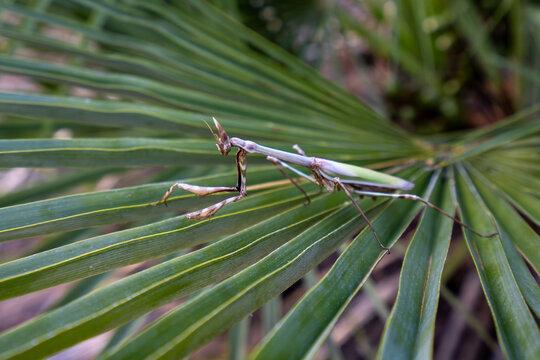 Conehead mantis, Empusa pennata, Andalusia, Spain