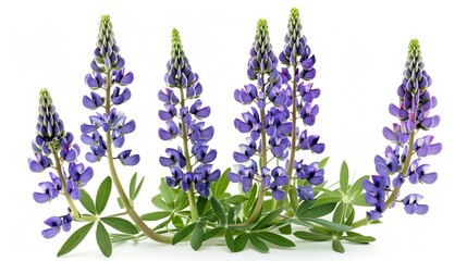 Naklejka premium A striking photograph of purple lupines grouped together against a backdrop of green foliage, emphasizing their vibrant color and architectural beauty in a natural setting.