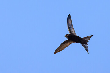 Jerzyk (Apus apus) © Grzegorz