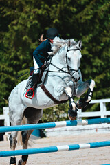 Horse Jumping, Equestrian Sports, Show Jumping themed photo. Blue hurdle. Vertical photo
