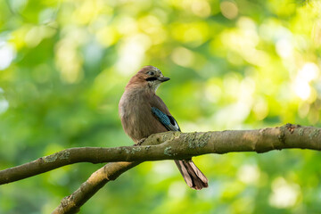 Ein Eichelhäher sitzt auf einem Ast im Park