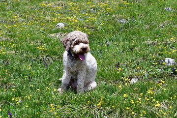 Portrait eines Lagotto Romagnolo Hundes 