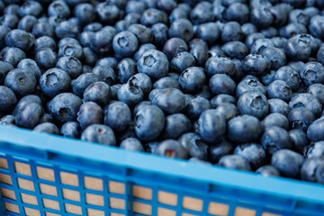 Bright yummy blueberry or great bilberry in farmer street market. Dark blue berries in a box. Antioxidant organic superfood. Healthy meal snack. Bog whortleberry. Vaccinium uliginosum