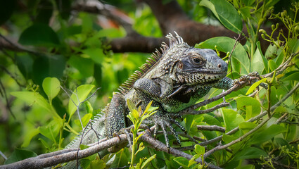A Green Iguana in a tree on the island of St John in the US Virgin Islands