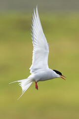 Arctic tern - Sterna paradisaea - with spread wings in flight at green background. Photo from Snaefellsnes Penisula in Iceland. The Arctic tern is famous for its migration. Vertical.
