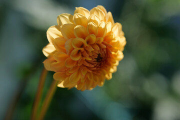 Dahlie in der Sonne