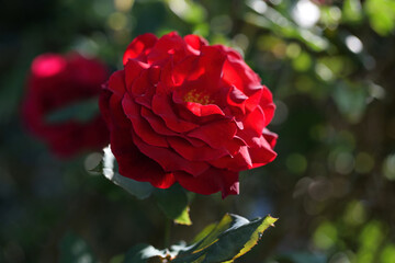 Rote Schönheit im Garten