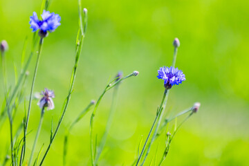 Blue flowers grow on green summer meadow, closeup photo