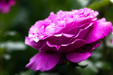 Purple peony flower, macro photo with selective focus