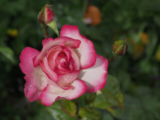 Rose in meinem Garten