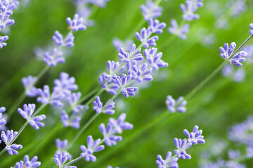 Lavender flowers outdoor natural macro photo taken on a summer day. Close-up