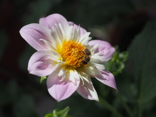 Obraz premium Dahlie mit Biene